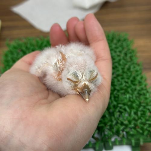 2026-03-13入荷 アフリカオオコノハズクの販売情報イメージ2